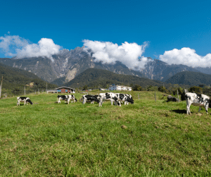 Desa Dairy Farm Kundasang Sabah