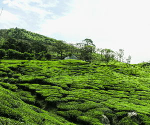 Sabah Tea Garden 