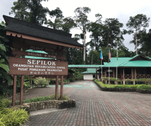 Sepilok Orang Utan Rehabilitation Centre 